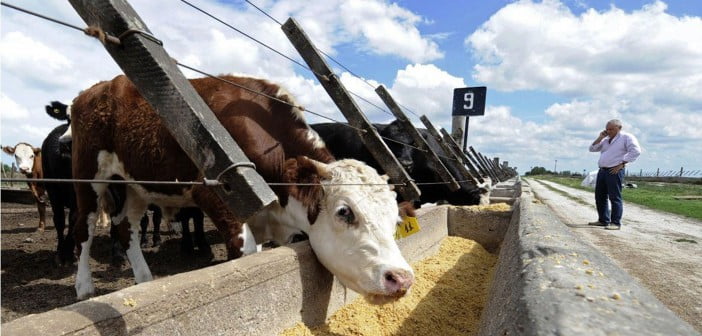 El feedlot busca recuperarse, en un año de incertidumbre feedlot
